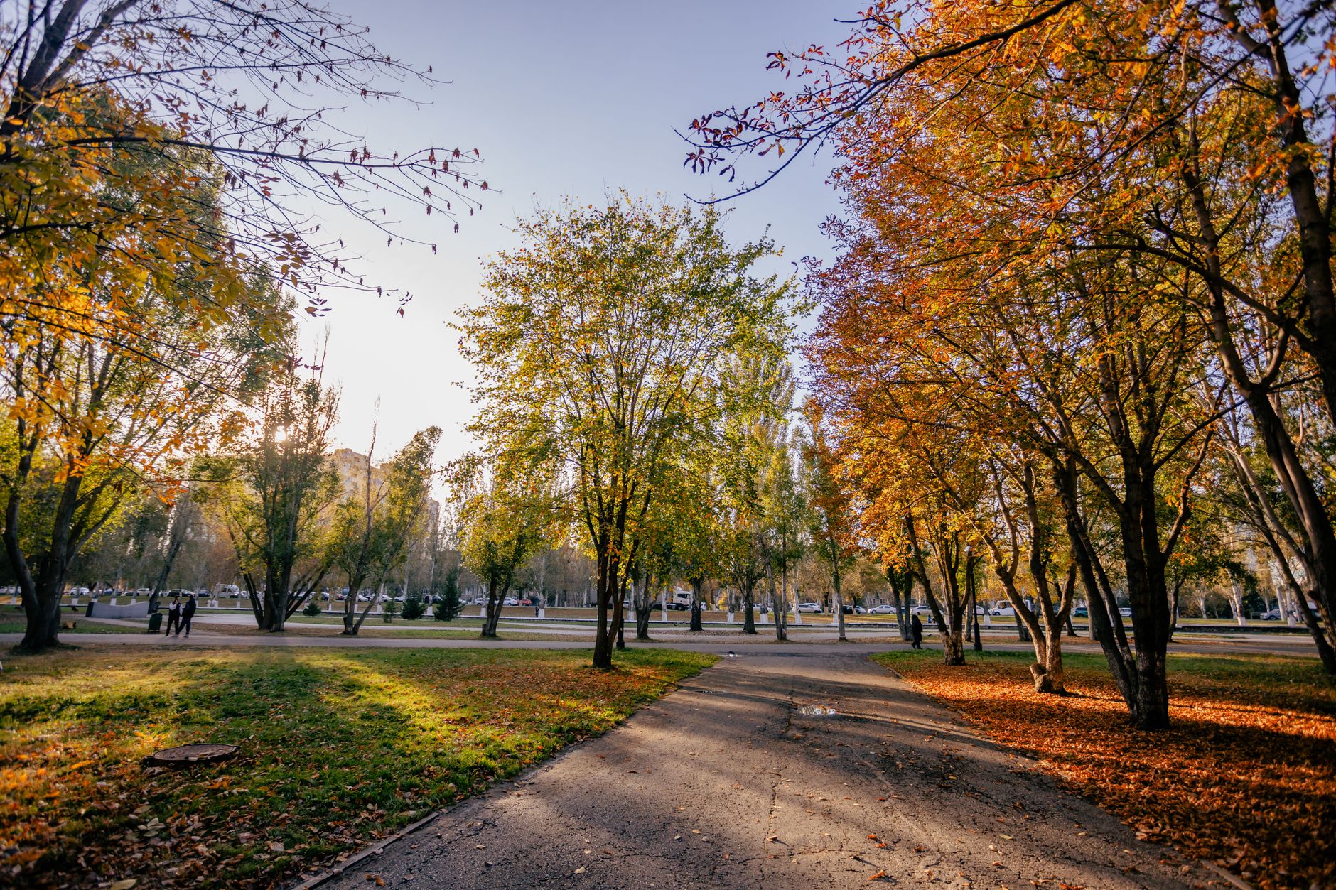Explore a tranquil autumn park scene with colorful trees and a clear pathway on a sunny day.